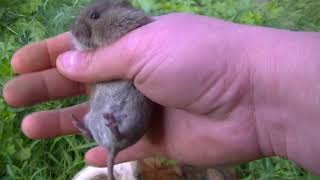 Caught a Vole with my Bare Hands!