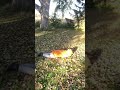 Umaru Rolls In The Leaves†🍠Himoutoumaruchan Umaru Metalhead Alt Cola Umaru Rolls In The Leaves†🍠Himoutoumaruchan Umaru Metalhead Alt Cola