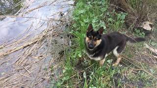 Овчарка прыгает в воду.