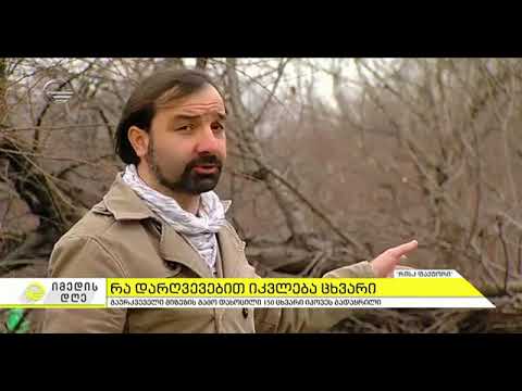 რა დარღვევებით და სად იკვლება ცხვარი - რისკ ფაქტორის - ექსპერიმენტი