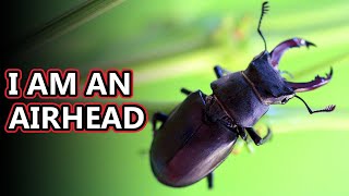 Stag Beetle facts: menacing mandibles | Animal Fact Files