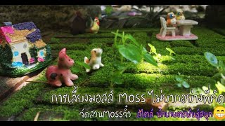 การเลี้ยงมอสส์ MOSS  วิธีดูแลมอส ปันสุข​ ให้คนรักมอสส์ โดย นักเกษตรพันธุ์สนุก