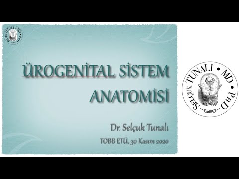 Ürogenital Sistem Anatomisi