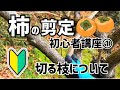 柿の剪定初心者講座①切る枝について