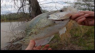 Giant Crappie at Sardis!