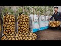 Growing potatoes in soil bags will help you not have to spend money on buying potatoes anymore