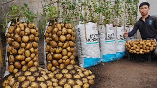 : Growing potatoes in soil bags. Will help you not have to spend money on buying potatoes anymore