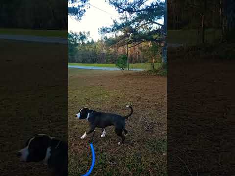 WORKING IS PLAYING TRAINING AMERICAN BULLYS