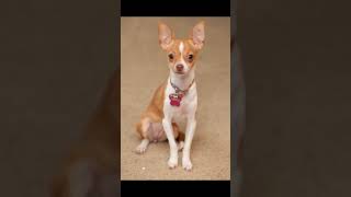 Chihuahua Dog History