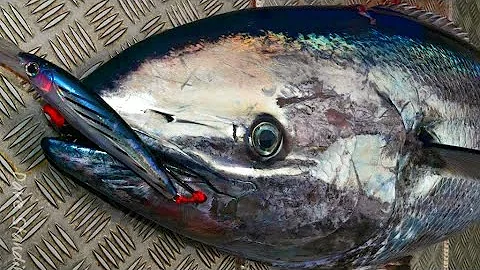 You’ve never seen a tuna like this!