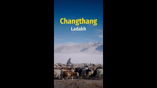 Home of the Changpa Nomads | #Changthang #Ladakh #Shorts