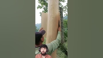 Easy and simple Technique to Remove Bark from a Tree #woodworking #youtubeshorts #shortsfeed