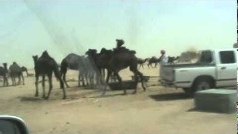 دحيم الحماد تلاوة من سورة فصلت فى باطن رنيه 1431