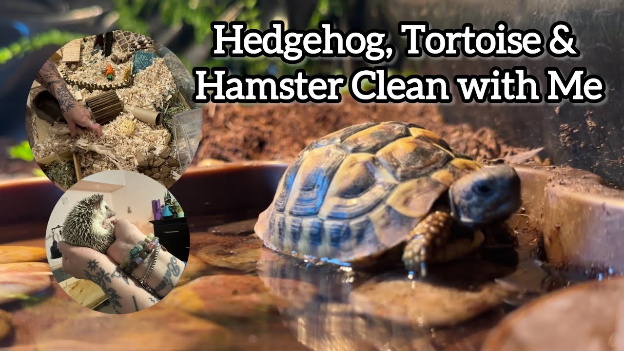 Pet Enclosure Deep Clean 🐢🦔🐹 | Tortoise, Hedgehog & Hamster Cage Clean ...