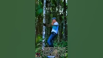 Tree Climbing with DIY Tool || Simple Invention, Big Impact for Farmers