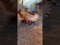 #shorts #viral #ytshorts