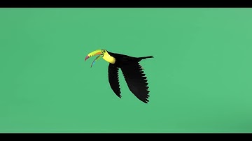 Toucan Bird