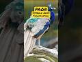 PAON Signification Qualités Symbole Information Animal Nature Paon PAON Signification Qualités Symbole Information Animal Nature Paon