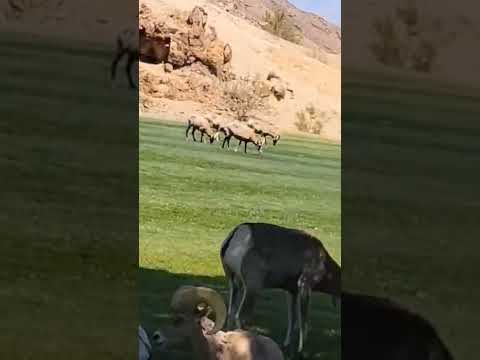 Bighorn Sheep@Hemingway Park, Boulder City, NV