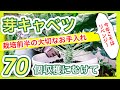 【芽キャベツ　70個収穫へ】栽培前半の大切なお手入れ！　～狭い庭で家庭菜園～