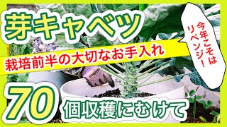 【芽キャベツ　70個収穫へ】栽培前半の大切なお手入れ！　～狭い庭で家庭菜園～