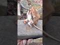Playing time (Leo &amp; small friends)! 💫✨ #shorts #wildmonkeylife #chill