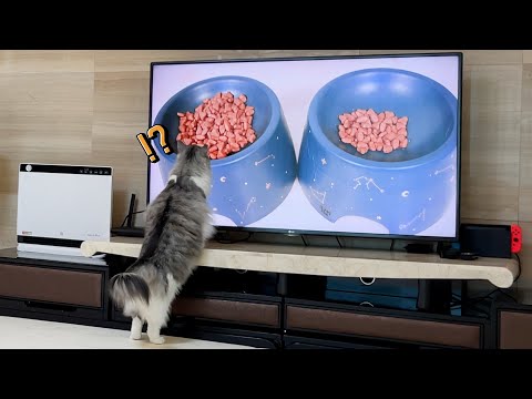 TV속에 사료를 봤을 때 고양이의 반응 ㅋㅋㅋ