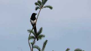 Magpies mobbing crows!