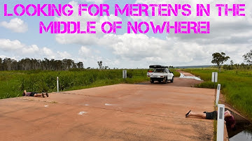 Northern Territory Herping Adventure! PART FIVE - Merten’s water monitor, Giant cave gecko, Keelback