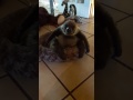 Baby sloth is excited for breakfast