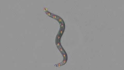 C. elegans nematode: analyzing its behavior