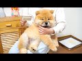 チャウチャウをブラッシングしたらモッフモフになりました