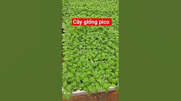 Cây giống cúc pico vàng #cucpico #caygiongpico #picocaymo