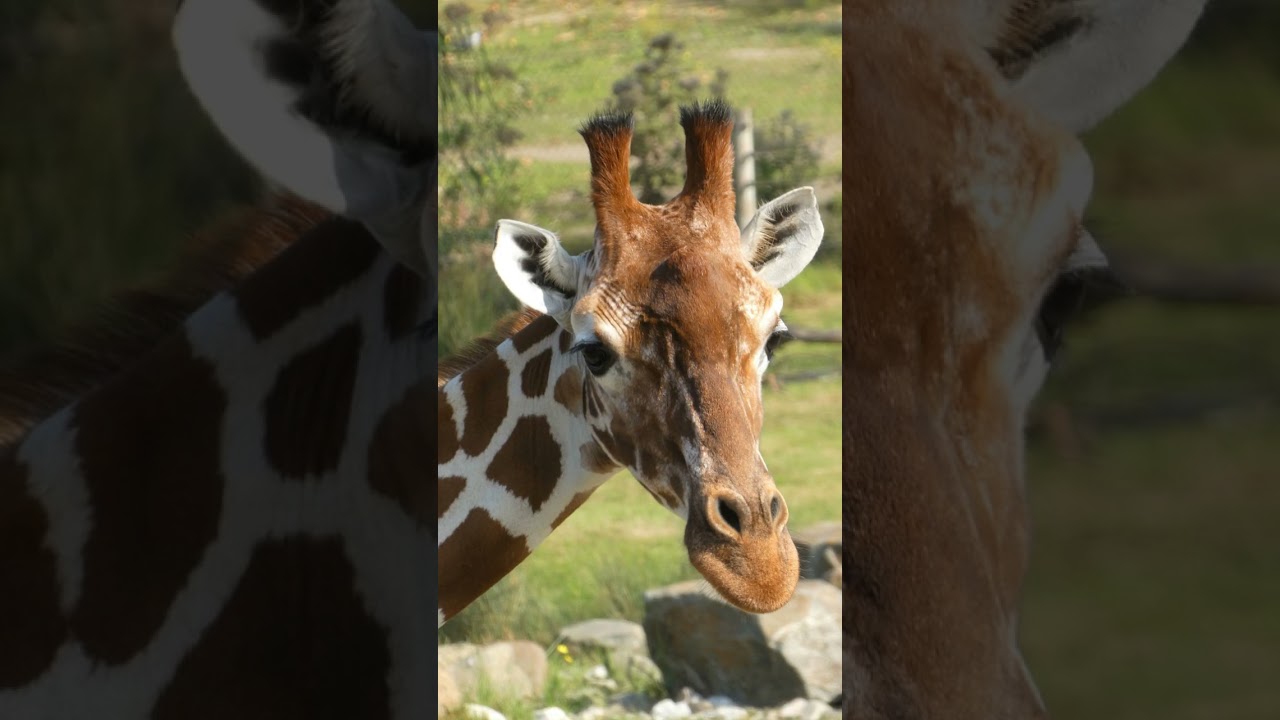 Lo que NO te contaron sobre la JIRAFA