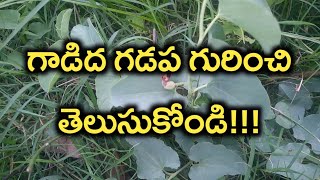 గడద గడప గరచ తలసకడ Benefits Of Aristolochia Bracteolata