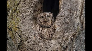 Eastern Screech Owl Calling