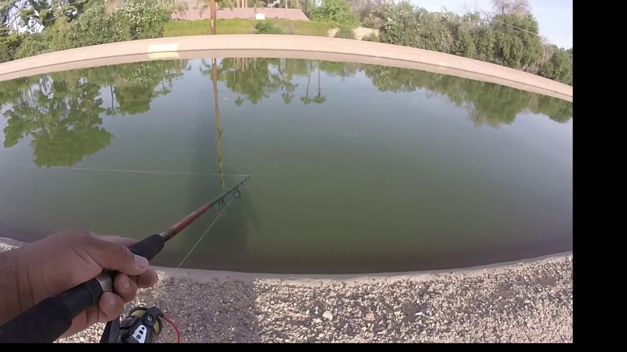 Walking and Casting on the SRP Canal