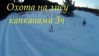 Как ставить капкан на лису под след. Охота на лису капканами. Как ставить капкан на лису под след. Охота на лису капканами.