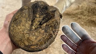 My Hospital Trip Update. (Hoof Restoration)