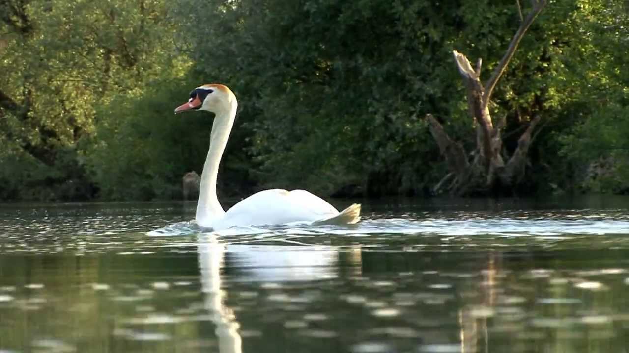 Kostanjevica na Krki - Pogled iz čolna
