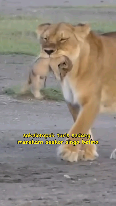 Singa Memakan Anaknya Sendiri 😭 #faktamenarik #faktaunik #hewan #singa || Music (Alex-Productions)