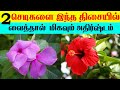      2 flowers personality traits t tamil technology