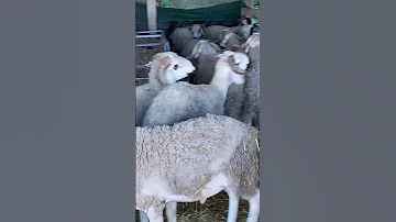 باع 