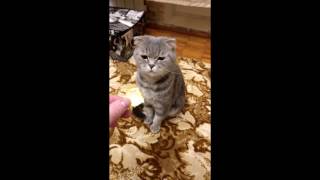 Прикол!!! Моя шотландская вислоухая кошка не любит мандаринки))) Cat Scottish fold