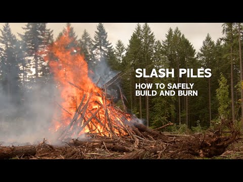 Video: Oorplanting van 'n brandende bos: wanneer om te skuif Brandende bosse