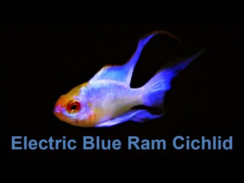 blue ram cichlid care Here is my favorite fish Electric Blue Ram Cichlid