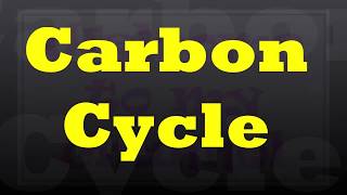 Carbon cycle
