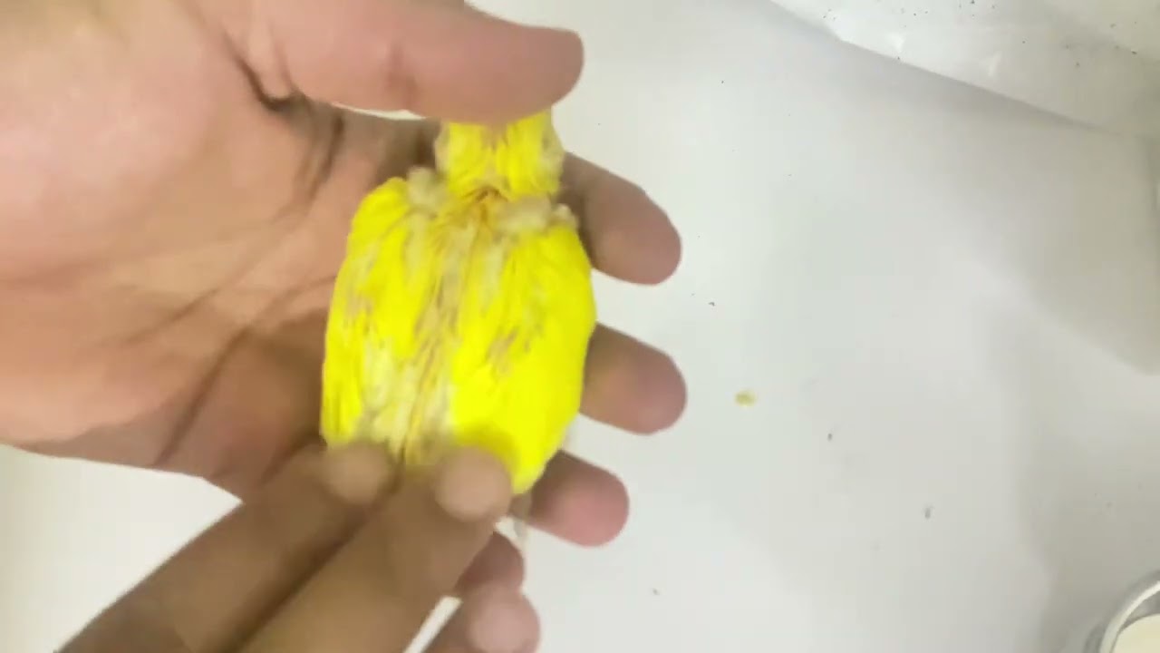 كم مره باليوم أكل فرخ الروز