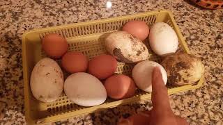 بيض الإوز(القوري) الفوائد الثمن مقارنة مع البيض العادي