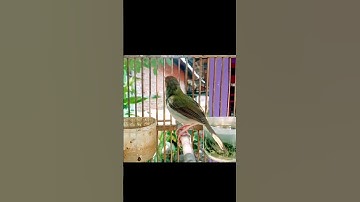tembakan prenjak lumut#prenjaklumutgacor #prenjakmerah #prenjakgunung #shorts